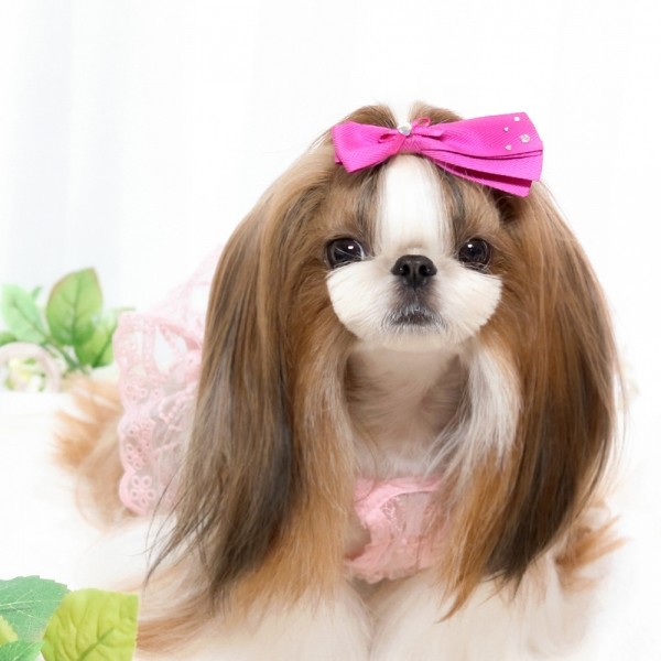 페오펫몰,[마망독] 뉴롤리팝 핸드메이드 리본핀 24color