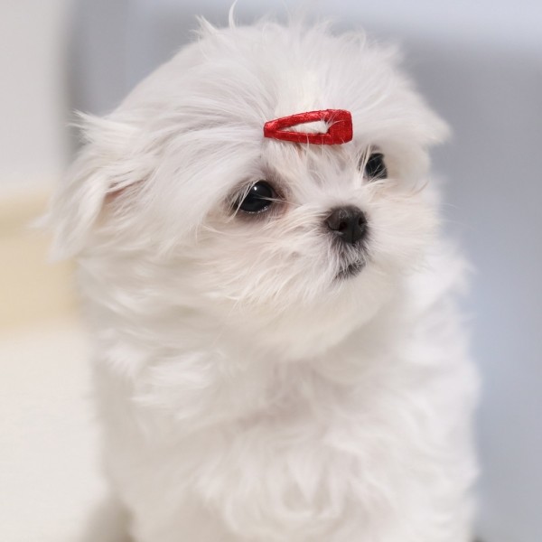 페오펫몰,[마망독] 베이직 핸드메이드 방수똑딱핀 42color