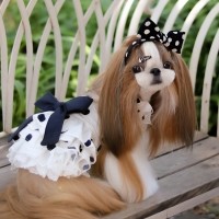 [마망독] 위드도트 핸드메이드 머리띠 리본핀 2color