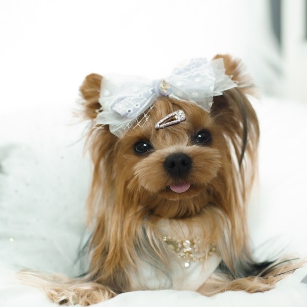 페오펫몰,[마망독] 하모니 핸드메이드 스페셜 리본핀 2color