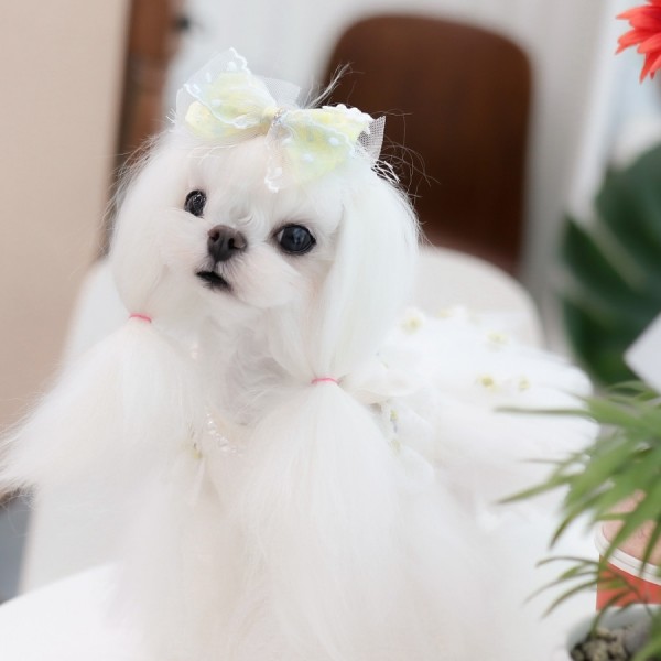 페오펫몰,[마망독] 하모니 핸드메이드 스페셜 리본핀 2color