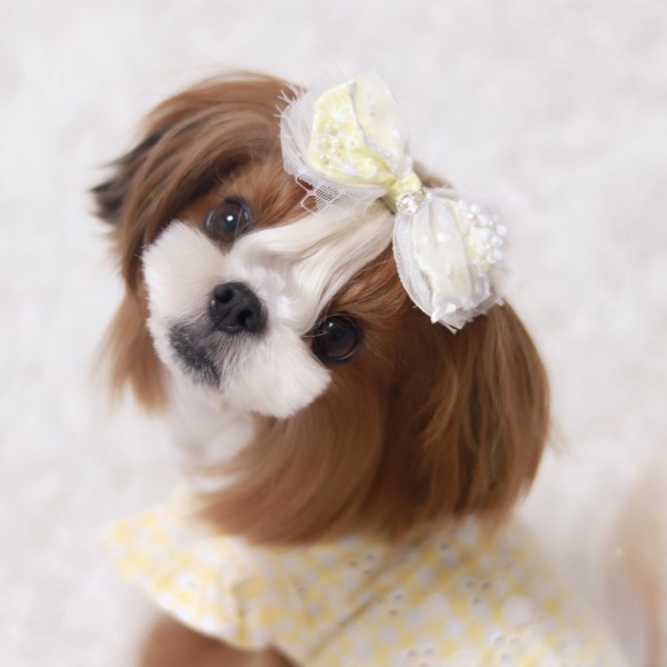 페오펫몰,[마망독] 하모니 핸드메이드 스페셜 리본핀 2color