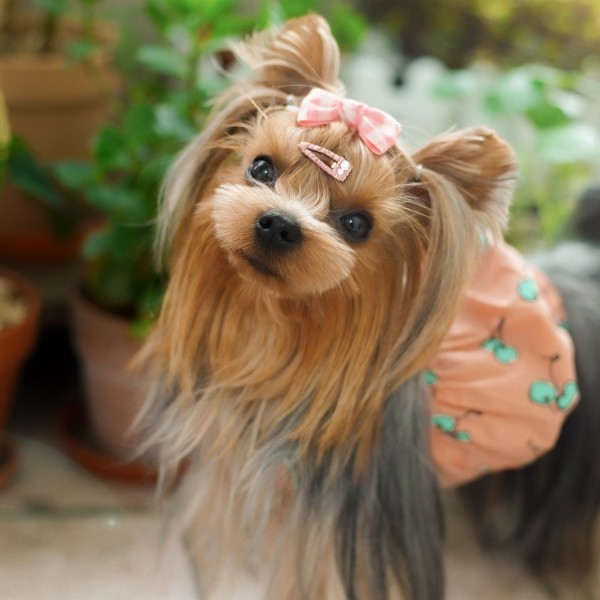 페오펫몰,[마망독] 형광미니 핸드메이드 리본핀 3color