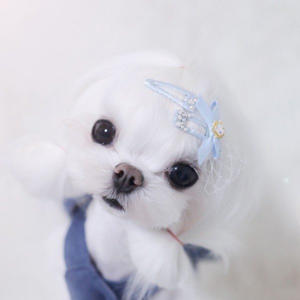 페오펫몰,[마망독] 리리컬 핸드메이드 방수똑딱핀 4color