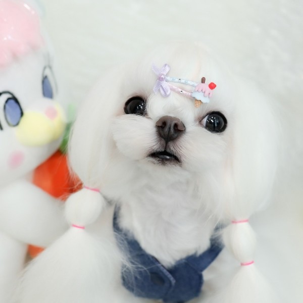 페오펫몰,[마망독] 젤라또조아 핸드메이드 방수똑딱핀 5color