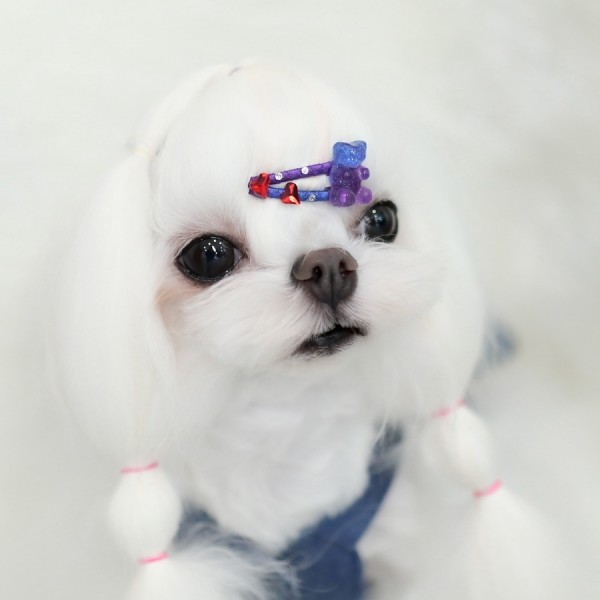 페오펫몰,[마망독] 젤리곰 핸드메이드 방수똑딱핀 6color