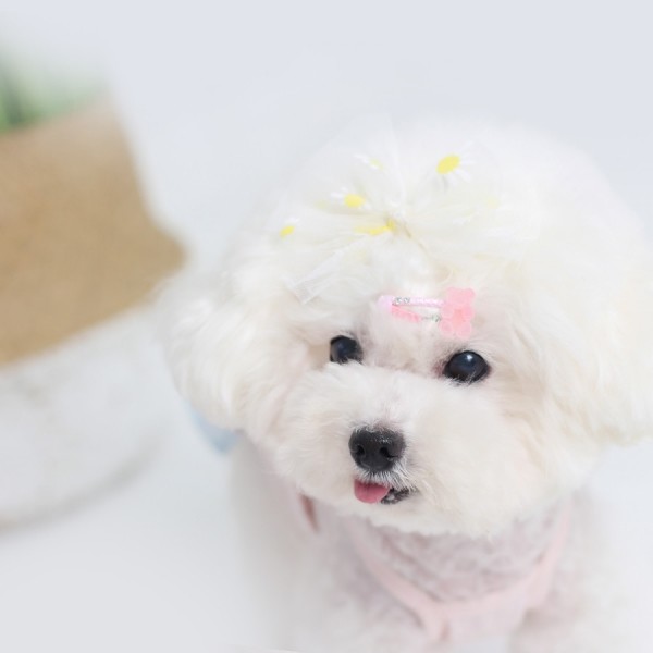 페오펫몰,[마망독] 말랑곰 핸드메이드 방수똑딱핀 6color