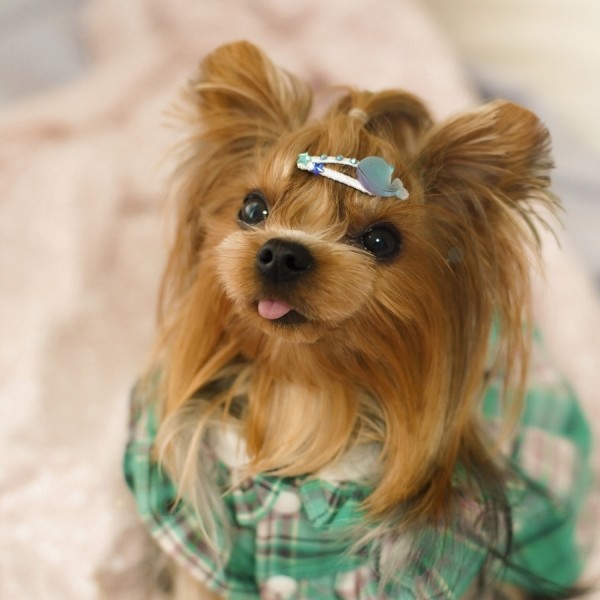 페오펫몰,[마망독] 쥬쥬 핸드메이드 방수똑딱핀 5color