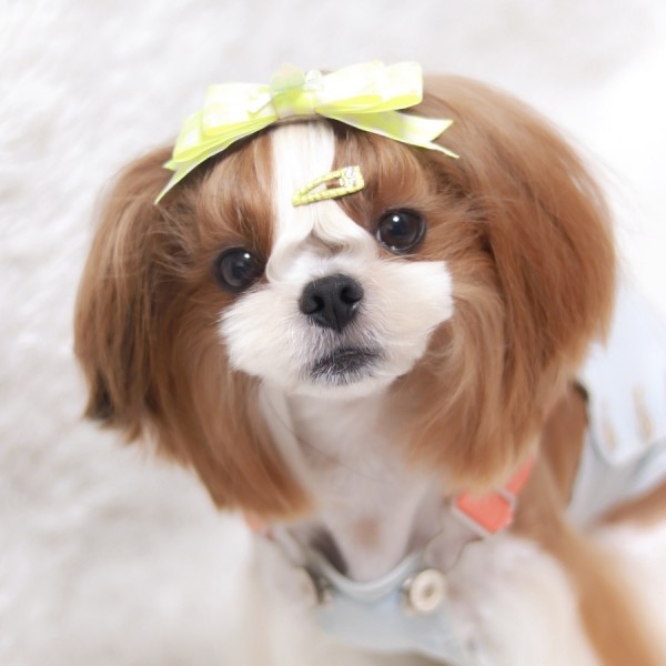 페오펫몰,[마망독] 톡톡 핸드메이드 방수똑딱핀 17color