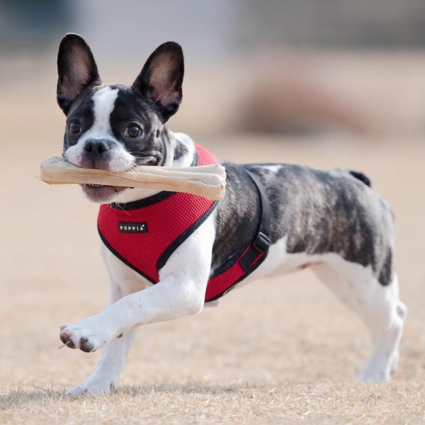 페오펫몰,퍼피아 강아지 산책용 베이직 소프트 하네스 15종 ~2XL