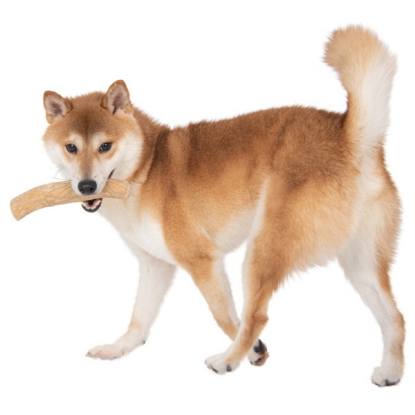 페오펫몰,퍼피아 자연에서 선물한 친환경 안심 놀이 장난감 퍼피트리 커피나무 커피츄