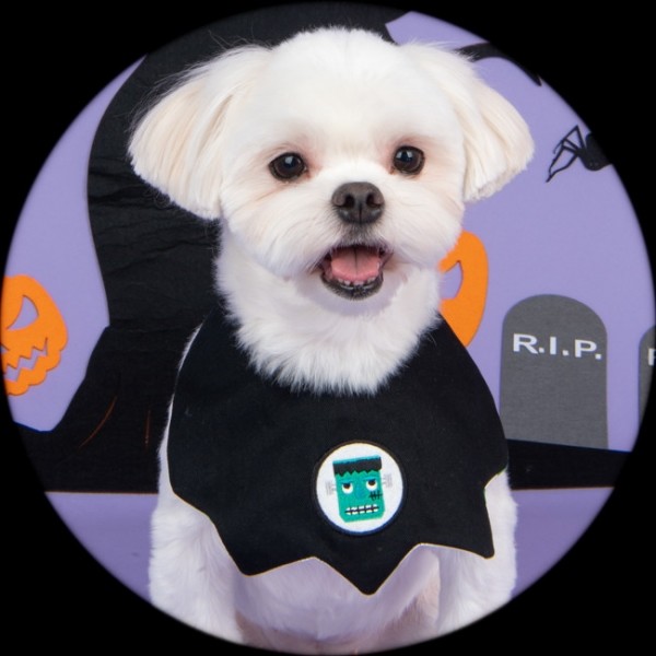 페오펫몰,올치 할로윈 파티 지그재그 호박 프랑켄슈타인 스카프 2종