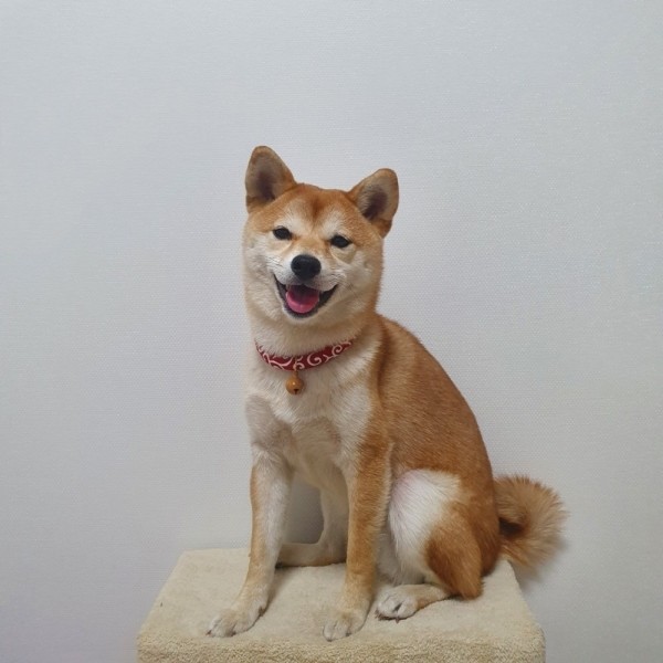 페오펫몰,[여름맞이특가] 예보들 시바견목걸이 강아지방울목걸이 강아지산책목줄 강아지악세사리 강아지인식표 반려동물산책 고양이방울목걸이