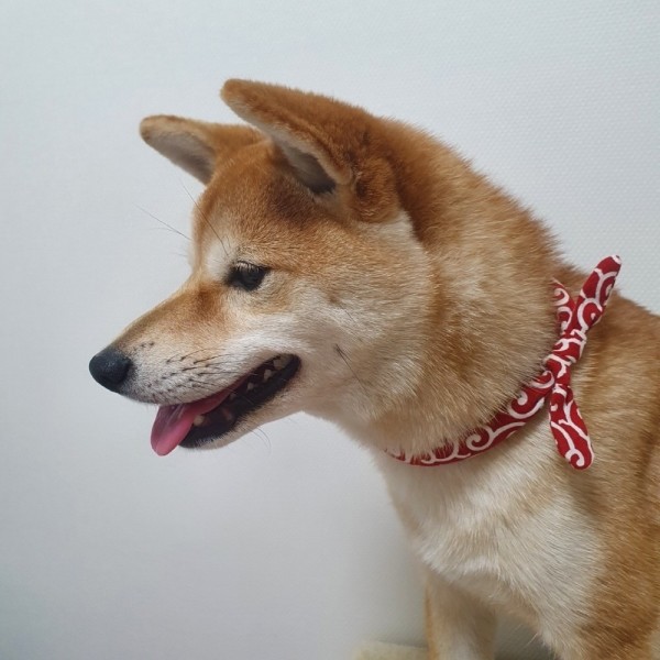 페오펫몰,[여름맞이특가] 예보들 시바견목걸이 강아지방울목걸이 강아지산책목줄 강아지악세사리 강아지인식표 반려동물산책 고양이방울목걸이