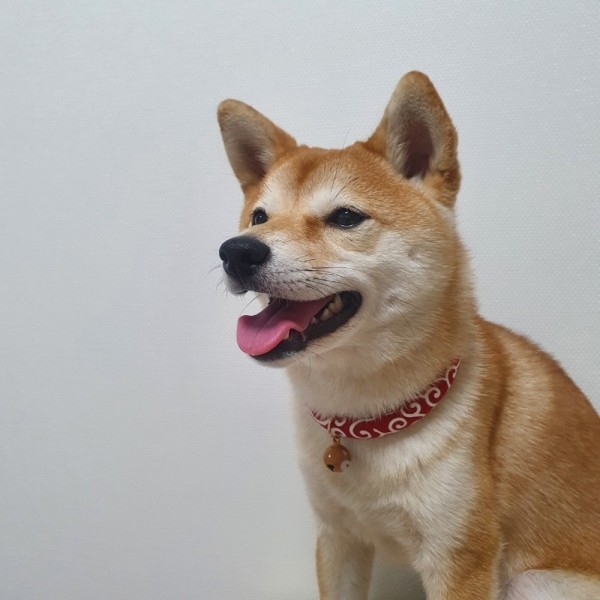 페오펫몰,[여름맞이특가] 예보들 시바견목걸이 강아지방울목걸이 강아지산책목줄 강아지악세사리 강아지인식표 반려동물산책 고양이방울목걸이