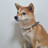 [여름맞이특가] 예보들 시바견목걸이 강아지방울목걸이 강아지산책목줄 강아지악세사리 강아지인식표 반려동물산책 고양이방울목걸이