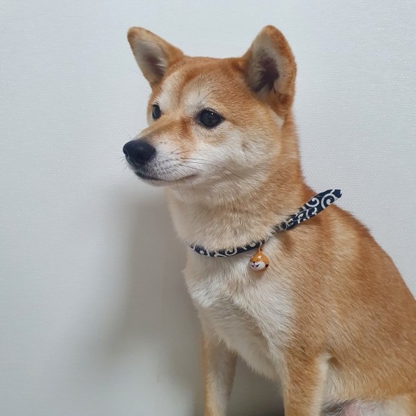 페오펫몰,[여름맞이특가] 예보들 시바견목걸이 강아지방울목걸이 강아지산책목줄 강아지악세사리 강아지인식표 반려동물산책 고양이방울목걸이
