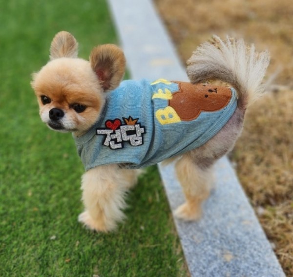 페오펫몰,예보들 강아지 이름표 인식표 강아지 명찰 대형견이름표 강아지네임택 반려동물인식표 강아지자수이름표 반려견 네임택이름표 고양이 이름표 고양이 인식표