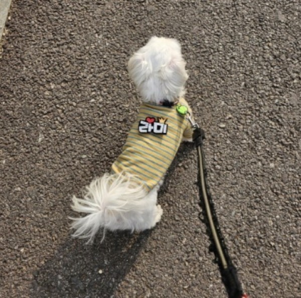 페오펫몰,예보들 강아지 이름표 인식표 강아지 명찰 대형견이름표 강아지네임택 반려동물인식표 강아지자수이름표 반려견 네임택이름표 고양이 이름표 고양이 인식표
