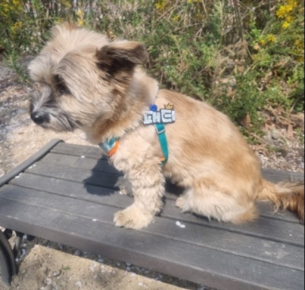 페오펫몰,예보들 강아지 이름표 인식표 강아지 명찰 대형견이름표 강아지네임택 반려동물인식표 강아지자수이름표 반려견 네임택이름표 고양이 이름표 고양이 인식표