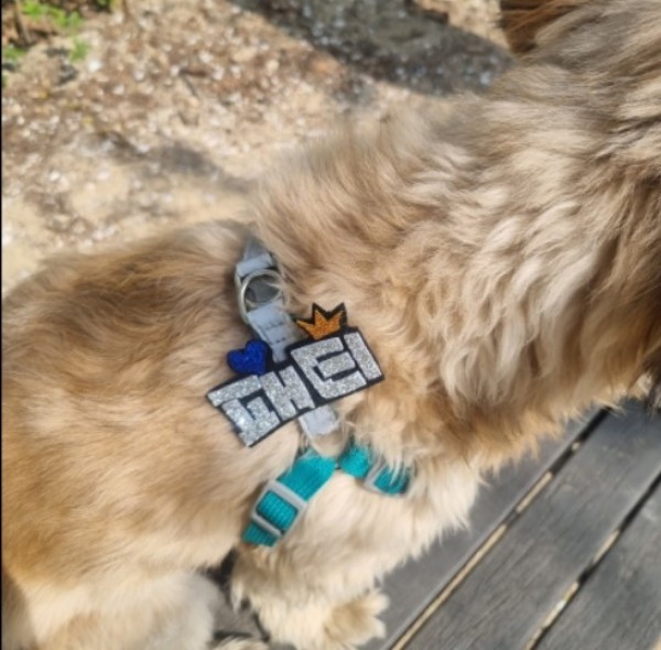 페오펫몰,예보들 강아지 이름표 인식표 강아지 명찰 대형견이름표 강아지네임택 반려동물인식표 강아지자수이름표 반려견 네임택이름표 고양이 이름표 고양이 인식표