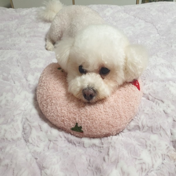 페오펫몰,예보들 강아지 고양이 머리쿠션 반려동물 목베개 애견베개 목뼈보호
