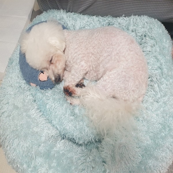 페오펫몰,예보들 강아지 고양이 머리쿠션 반려동물 목베개 애견베개 목뼈보호