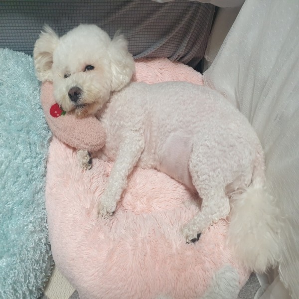 페오펫몰,예보들 강아지 고양이 머리쿠션 반려동물 목베개 애견베개 목뼈보호