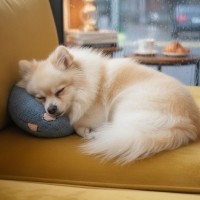 [예보들][꽃길특가] 강아지 고양이 머리쿠션 반려동물 목베개 애견베개 목뼈보호