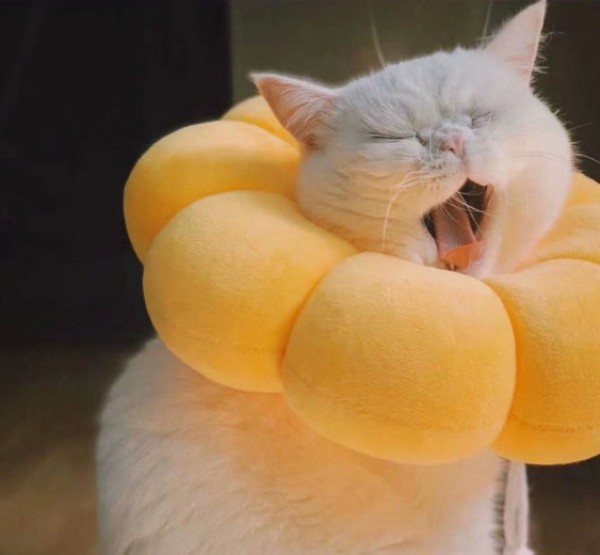 페오펫몰,예보들 고양이넥카라 대형견넥카라 강아지넥쿠션 강아지목보호대