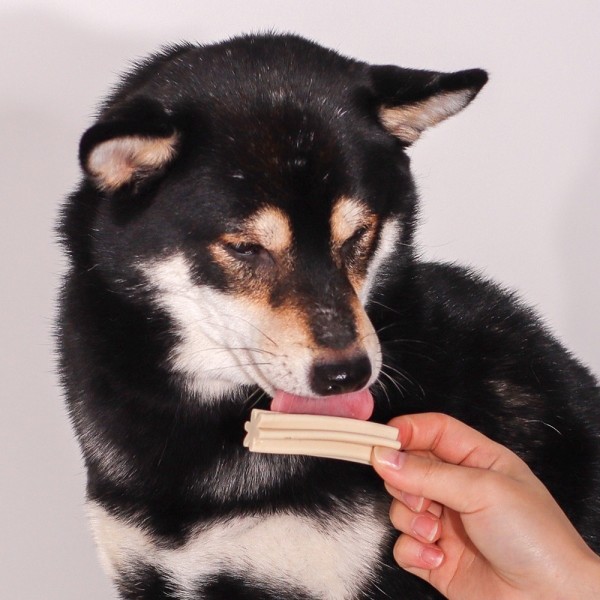 페오펫몰,[새해특가] 펫투데이 댕댕야시장 치석제거 덴탈껌 5개 세트