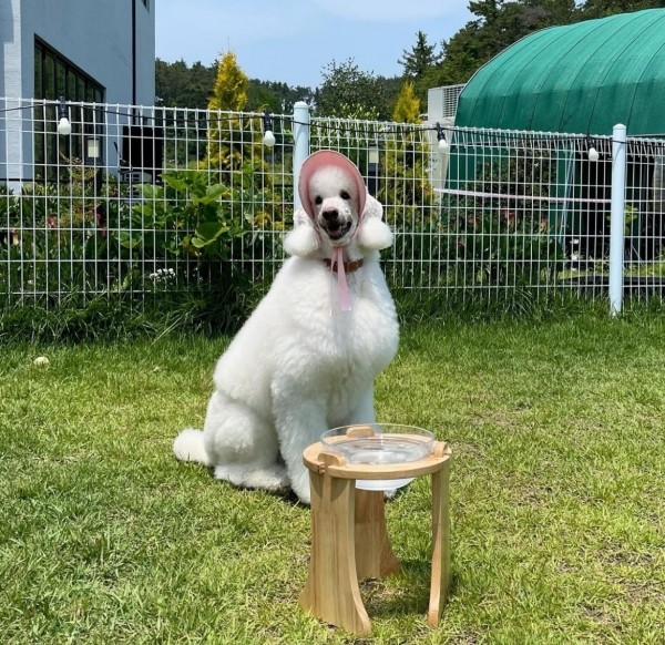 페오펫몰,캣토피아 대형견 밥그릇 거치대 강아지 대용량 유리볼 물그릇 식기