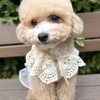 그루밍독 반려동물 모티브 케이프 강아지 스카프 ONE SIZE, 4 colors
