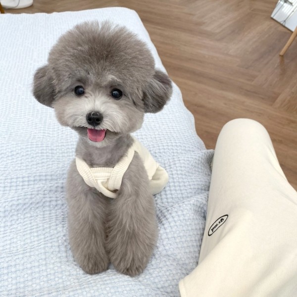 페오펫몰,그루밍독 커플룩 견주옷 모닝 트레이닝 조거 팬츠 FREE, 4 colors