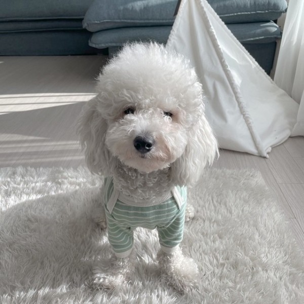 페오펫몰,[행복특가] 그루밍독 반려동물 캐주얼 크레용 단가라 점프 티셔츠 데일리룩 S-2XL, 5 colors