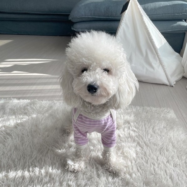 페오펫몰,[행복특가] 그루밍독 반려동물 캐주얼 크레용 단가라 점프 티셔츠 데일리룩 S-2XL, 5 colors