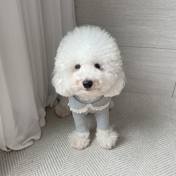 페오펫몰,[꽃길특가] 그루밍독 반려동물 골지 레이스 티셔츠 S-2XL, 4 colors