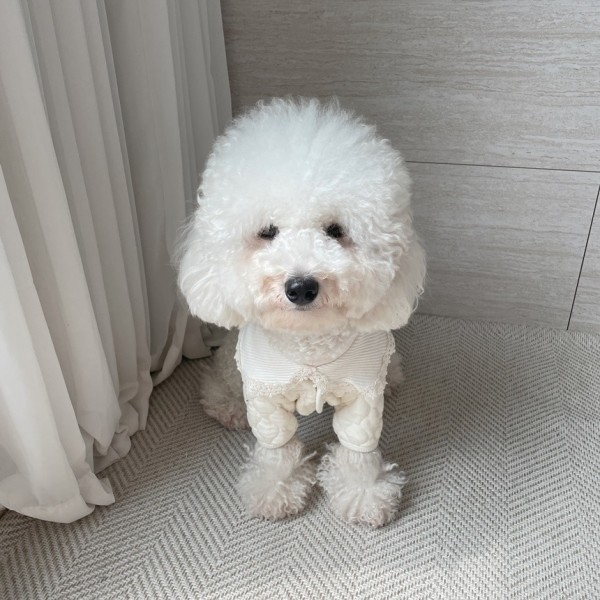 페오펫몰,[꽃길특가] 그루밍독 반려동물 골지 레이스 티셔츠 S-2XL, 4 colors