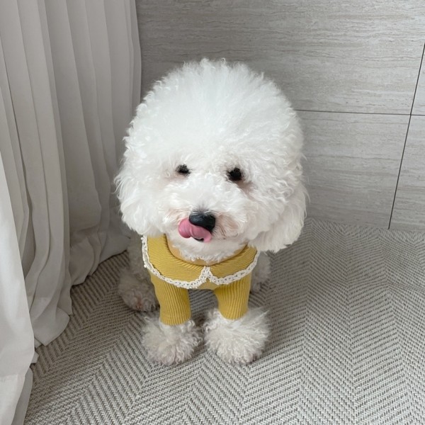 페오펫몰,[꽃길특가] 그루밍독 반려동물 골지 레이스 티셔츠 S-2XL, 4 colors