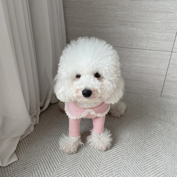 페오펫몰,[꽃길특가] 그루밍독 반려동물 골지 레이스 티셔츠 S-2XL, 4 colors