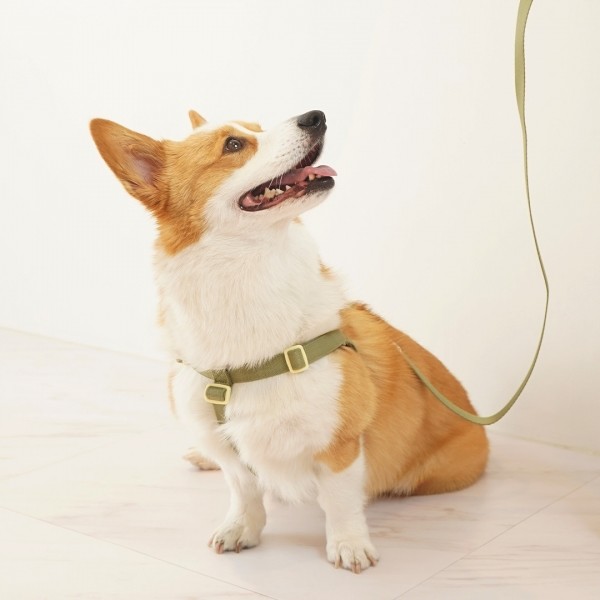 페오펫몰,펫베오 Y형 올밴드 앞섬방지 강아지 하네스 소형견 중형견