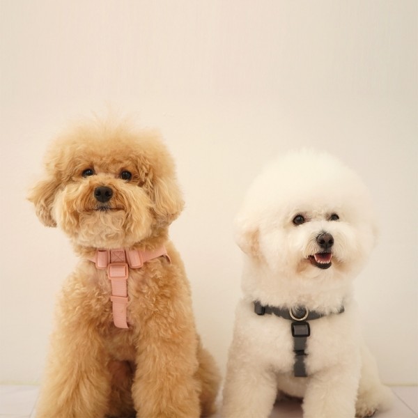 페오펫몰,펫베오 Y형 올밴드 앞섬방지 강아지 하네스 소형견 중형견