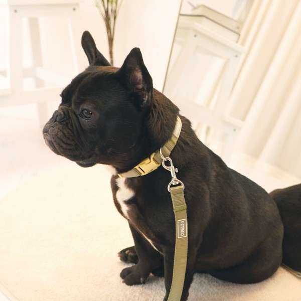 페오펫몰,[감사특가]펫베오 올찬 강아지 목줄 소형견 중형견