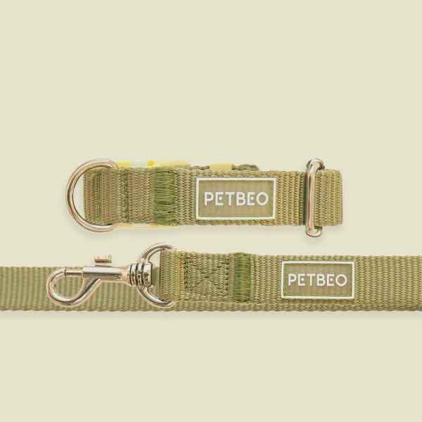 페오펫몰,[감사특가]펫베오 올찬 강아지 목줄 소형견 중형견