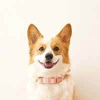 [감사특가]펫베오 올찬 강아지 목줄 소형견 중형견