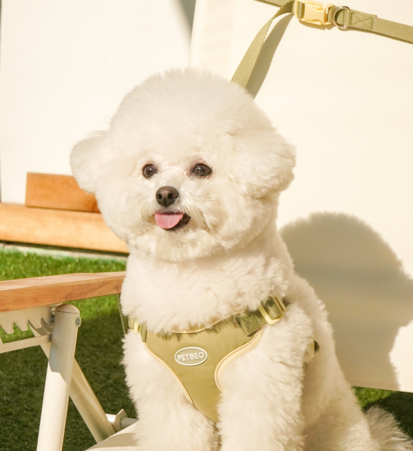 페오펫몰,펫베오 프리밴드 강아지 핸즈프리 리드줄