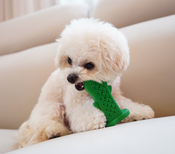 페오펫몰,펫베오 츄잉 선인장 치석제거 노즈워크 칫솔 장난감