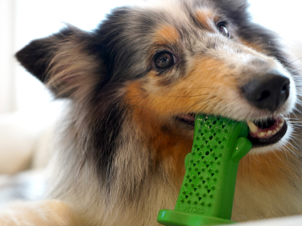 페오펫몰,펫베오 츄잉 선인장 치석제거 노즈워크 칫솔 장난감
