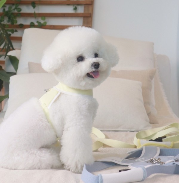 페오펫몰,펫베오 5초 리쉬 강아지 순면 핸즈프리 리드줄 리쉬