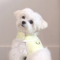 [댕린이특가]펫베오 5초 H형 강아지 하네스 가슴줄